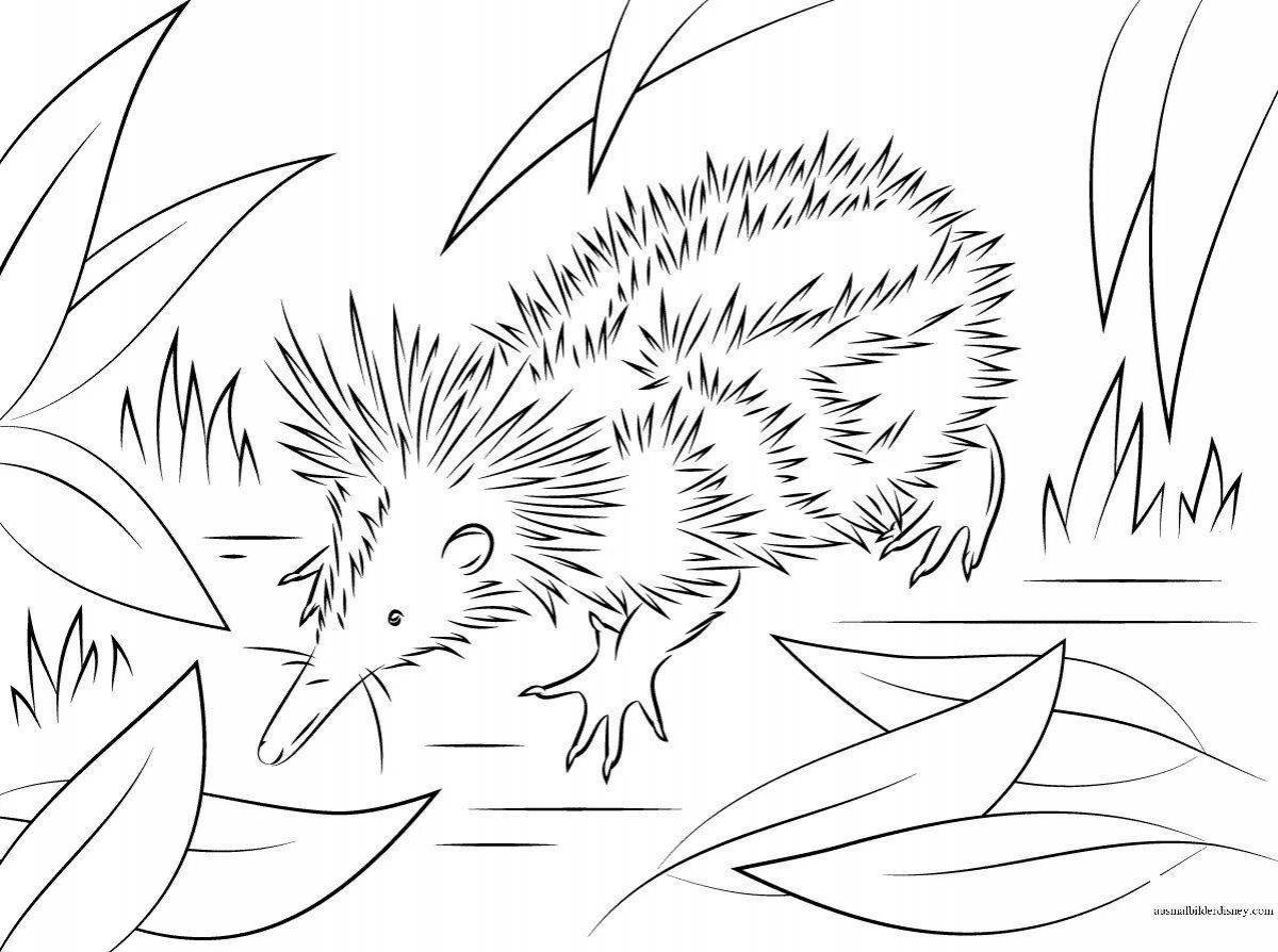Colouring funny eared hedgehog
