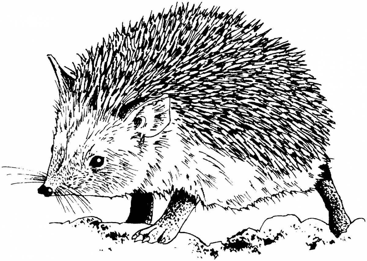 Coloring book funny eared hedgehog