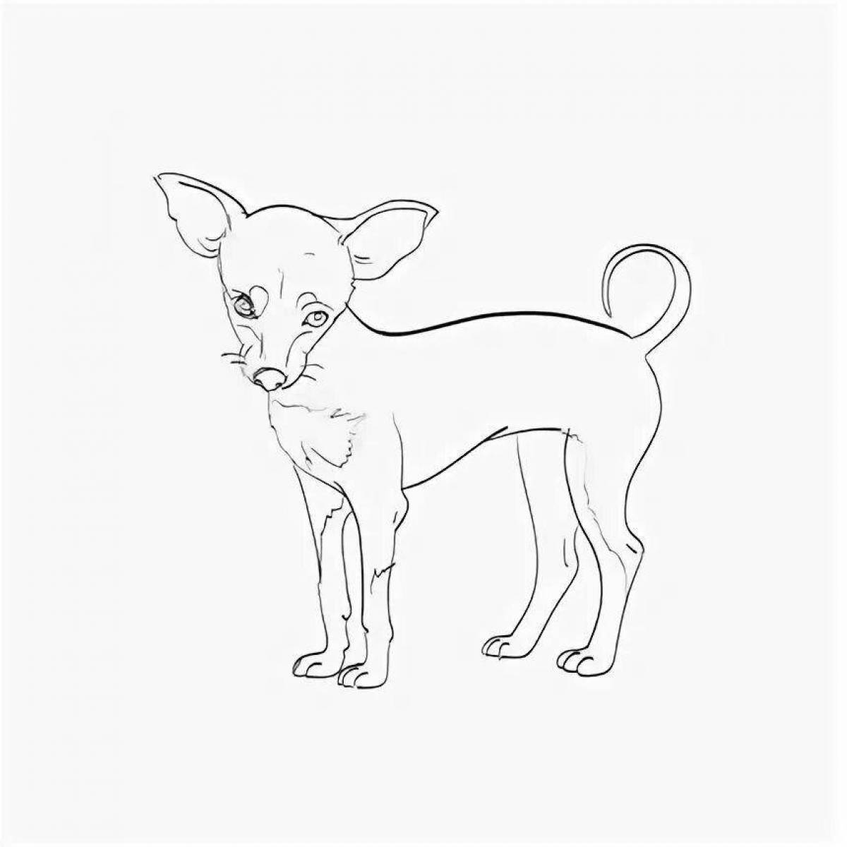 Playful toy terrier