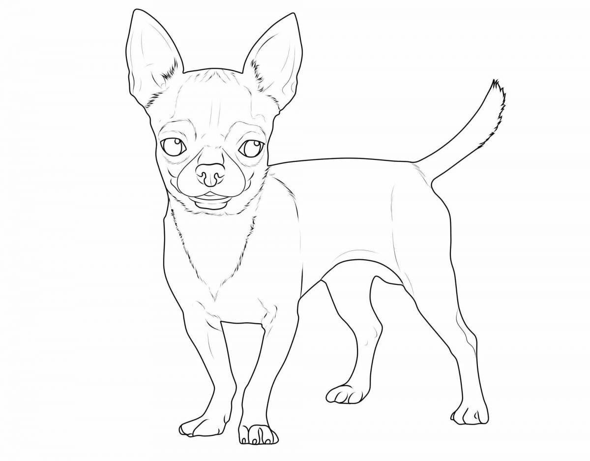 Charming toy terrier