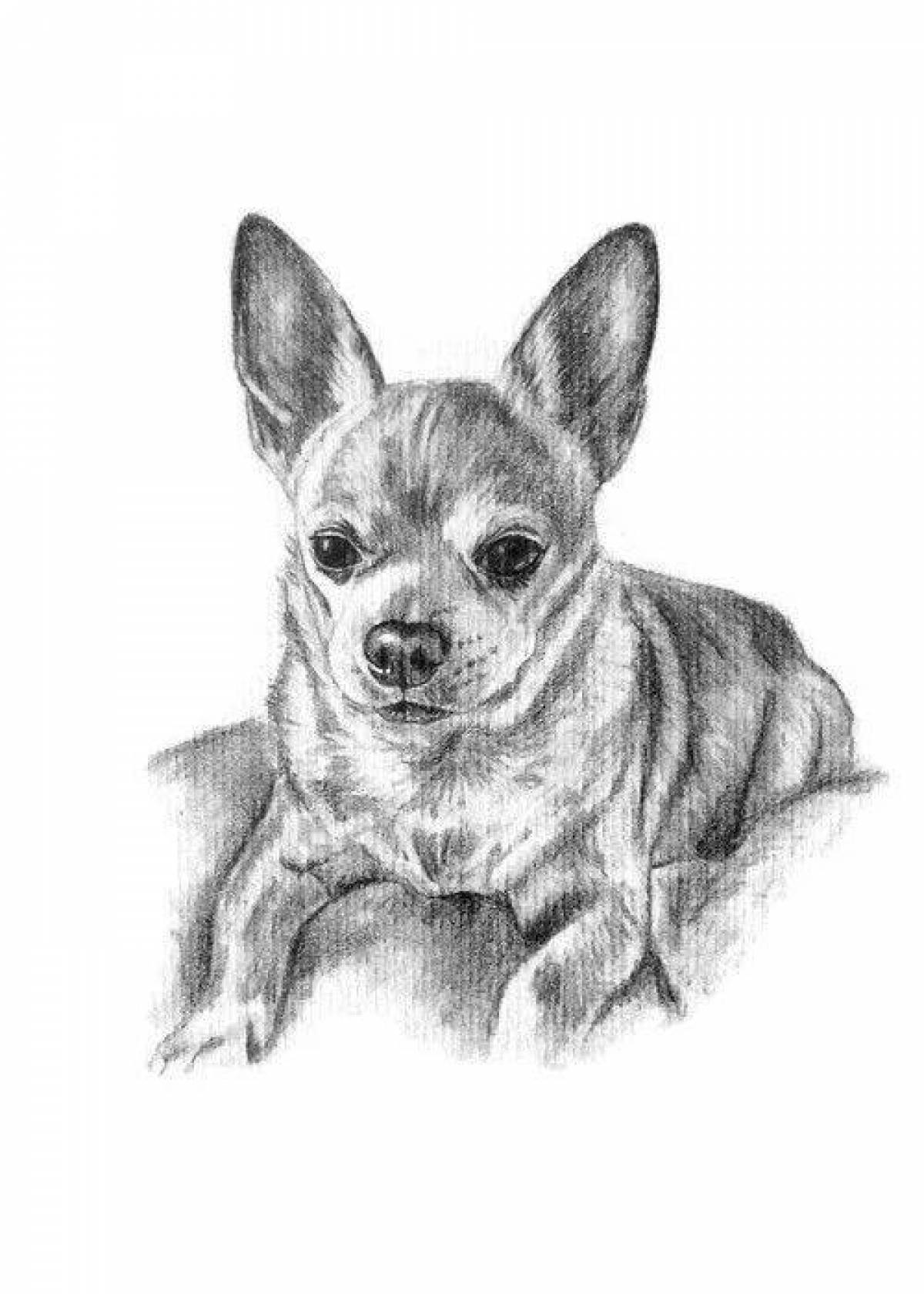 Friendly toy terrier