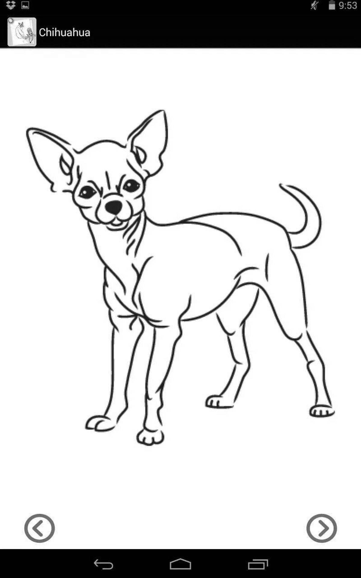 Naughty toy terrier