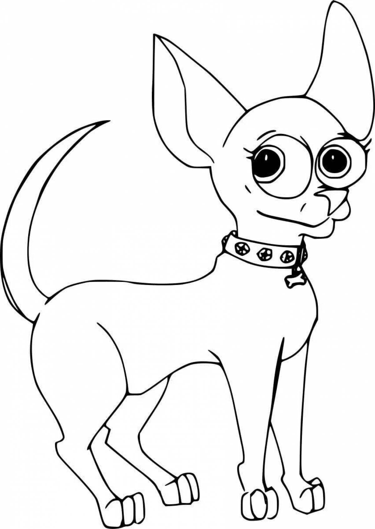 Curious toy terrier