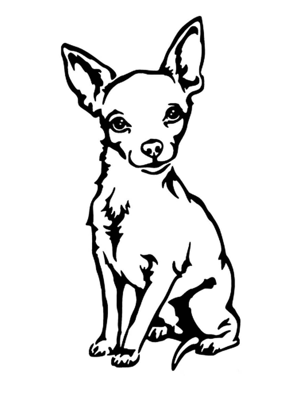 Affectionate toy terrier