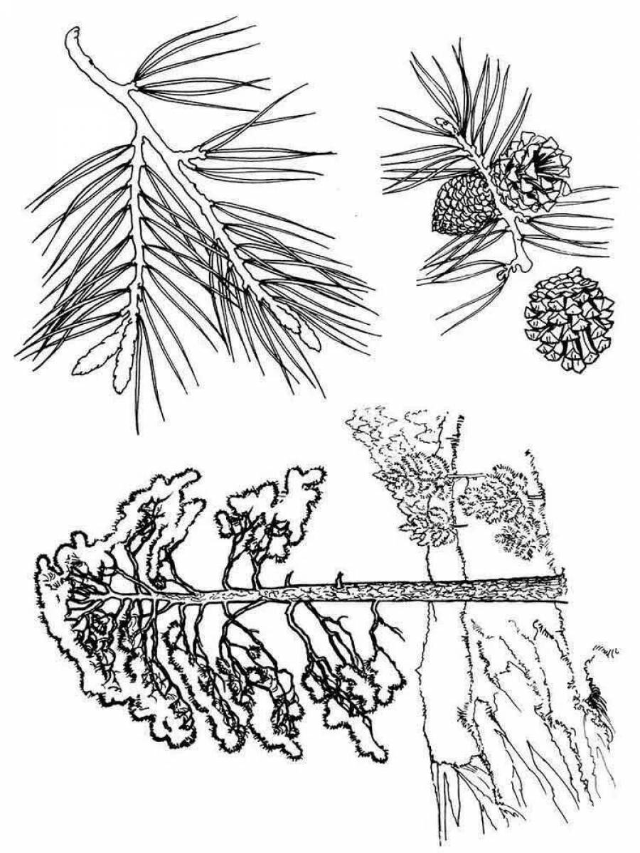 Хвойные рисунок. Сосна раскраска. Хвойные деревья раскраска. Хвойные деревья раскраска для детей. Ветки хвойных деревьев раскраска.