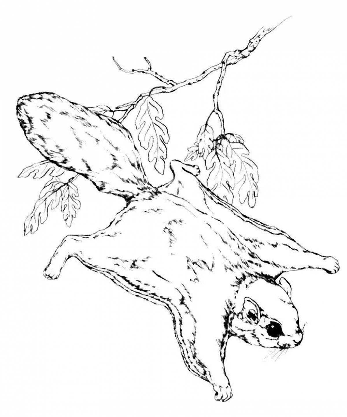 Animated flying squirrel coloring page