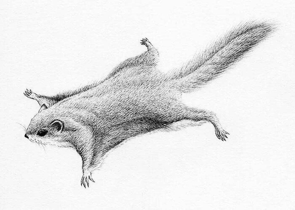 Coloring exotic flying squirrel