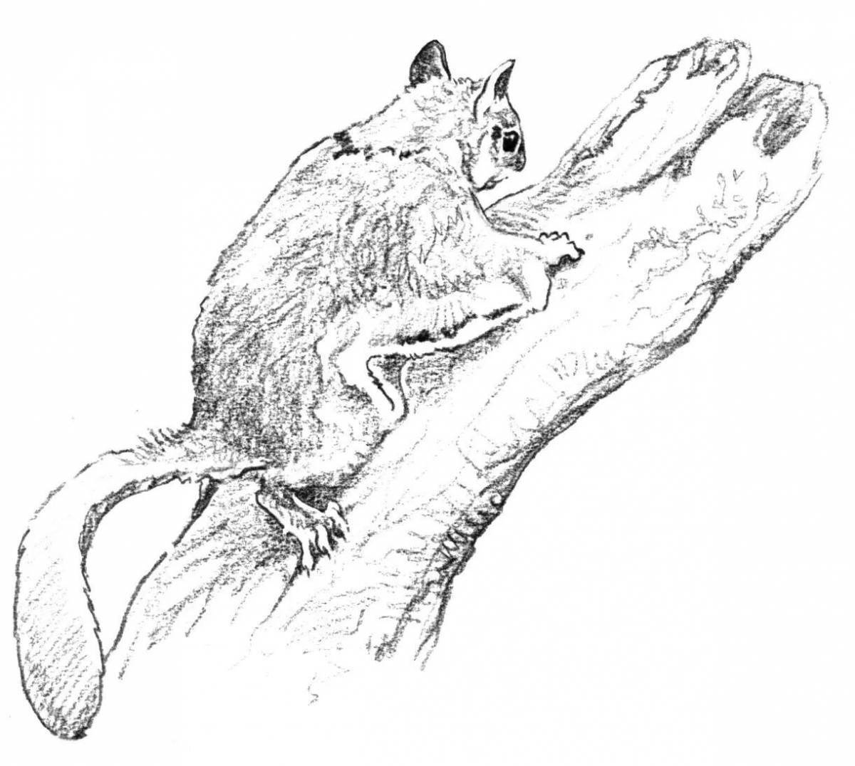 Majestic flying squirrel coloring page