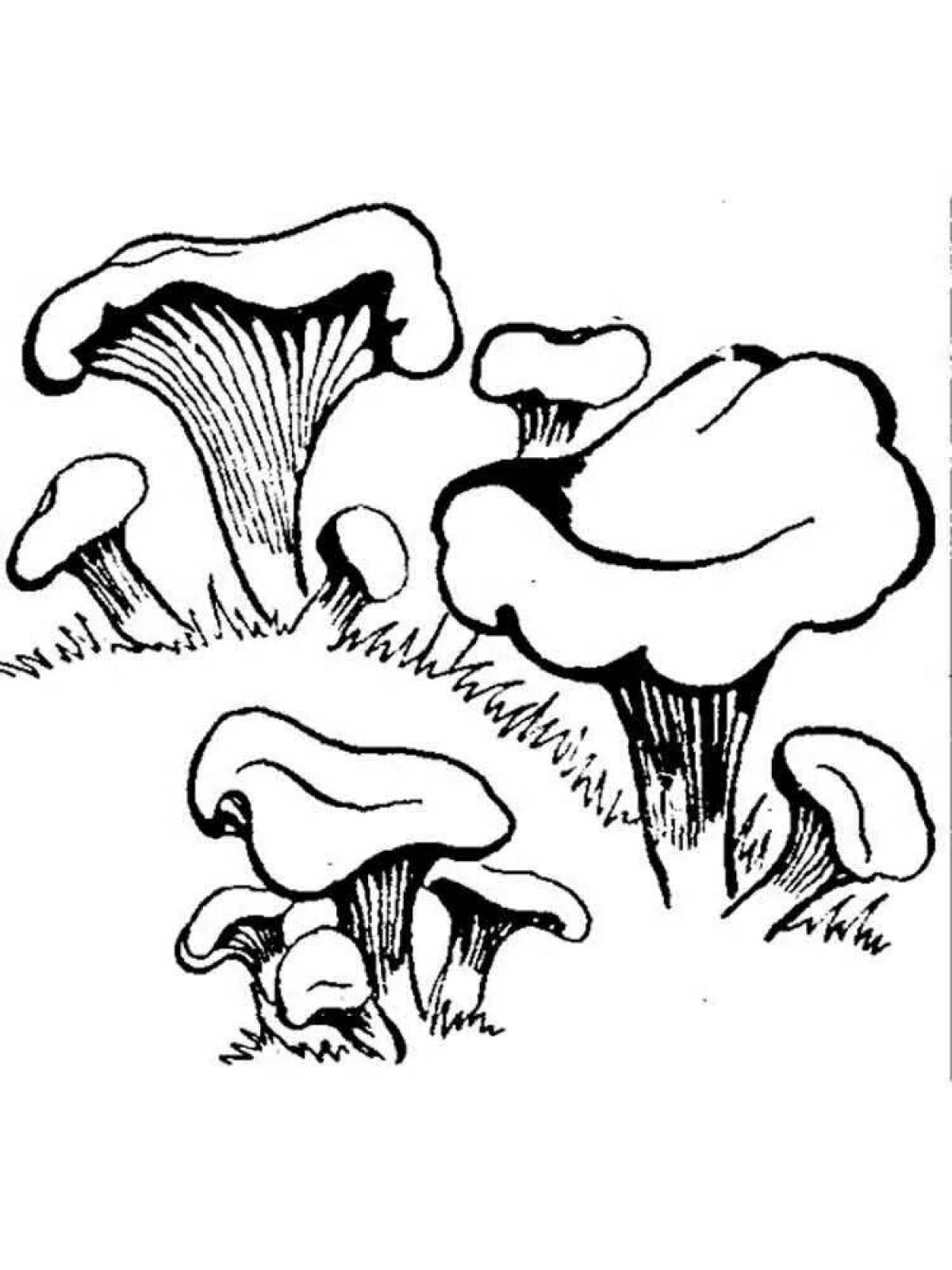 Coloring book joyful chanterelle mushroom