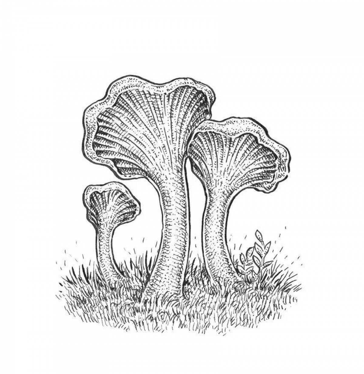 Coloring book gorgeous chanterelle mushroom