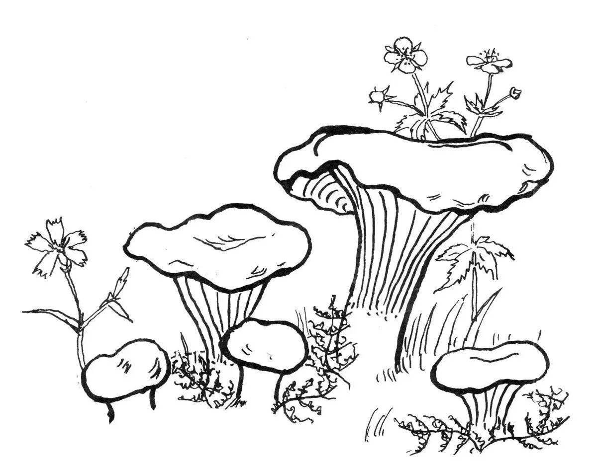 Coloring majestic chanterelle mushroom