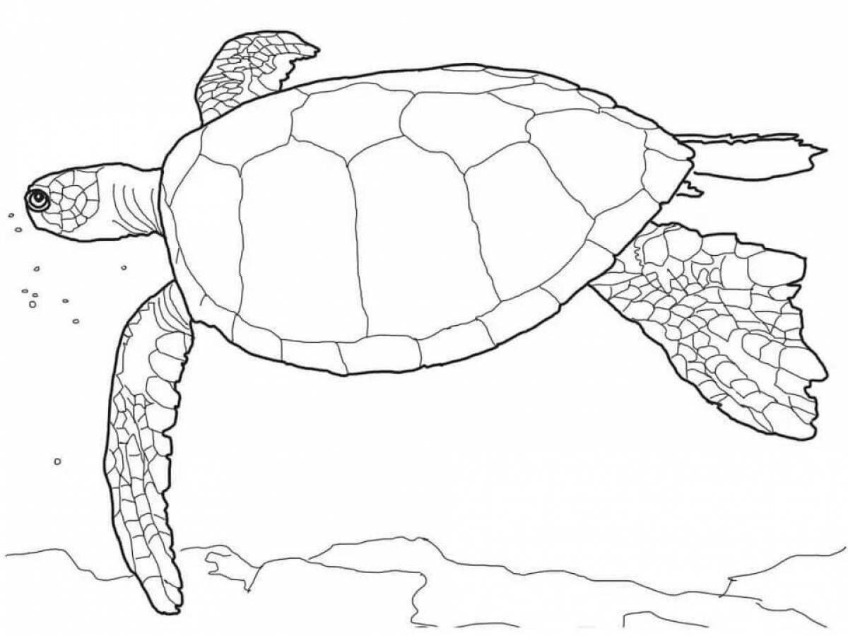 Раскраска очаровательная морская черепаха