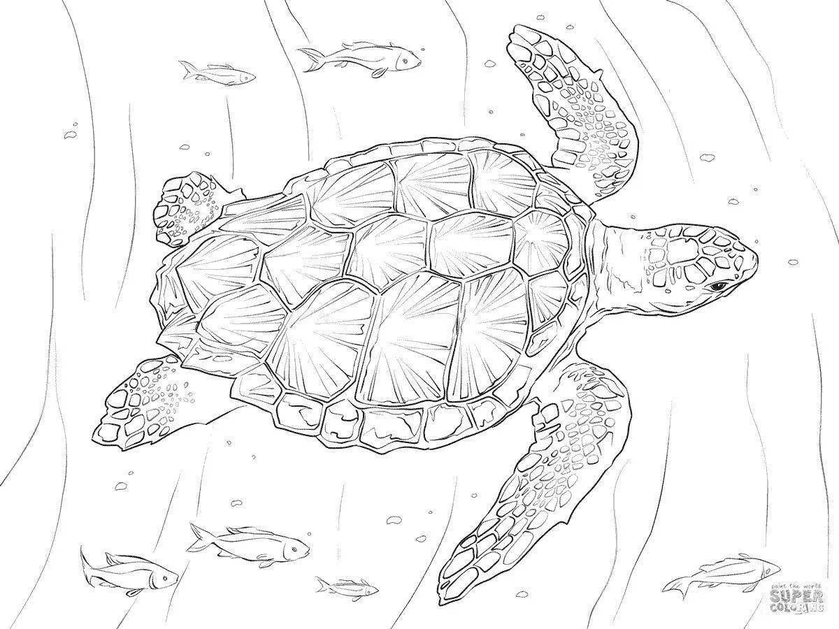 Coloring page wonderful sea turtle