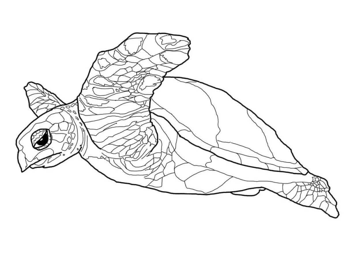 Раскраска элегантная морская черепаха