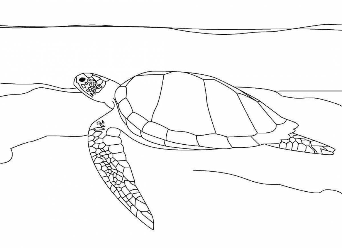 Coloring playful sea turtle