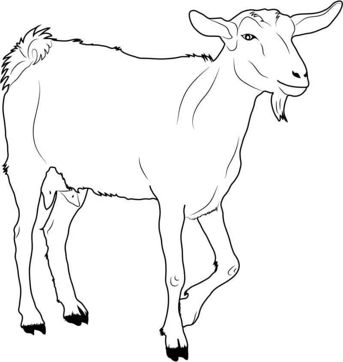 Charming goat coloring book