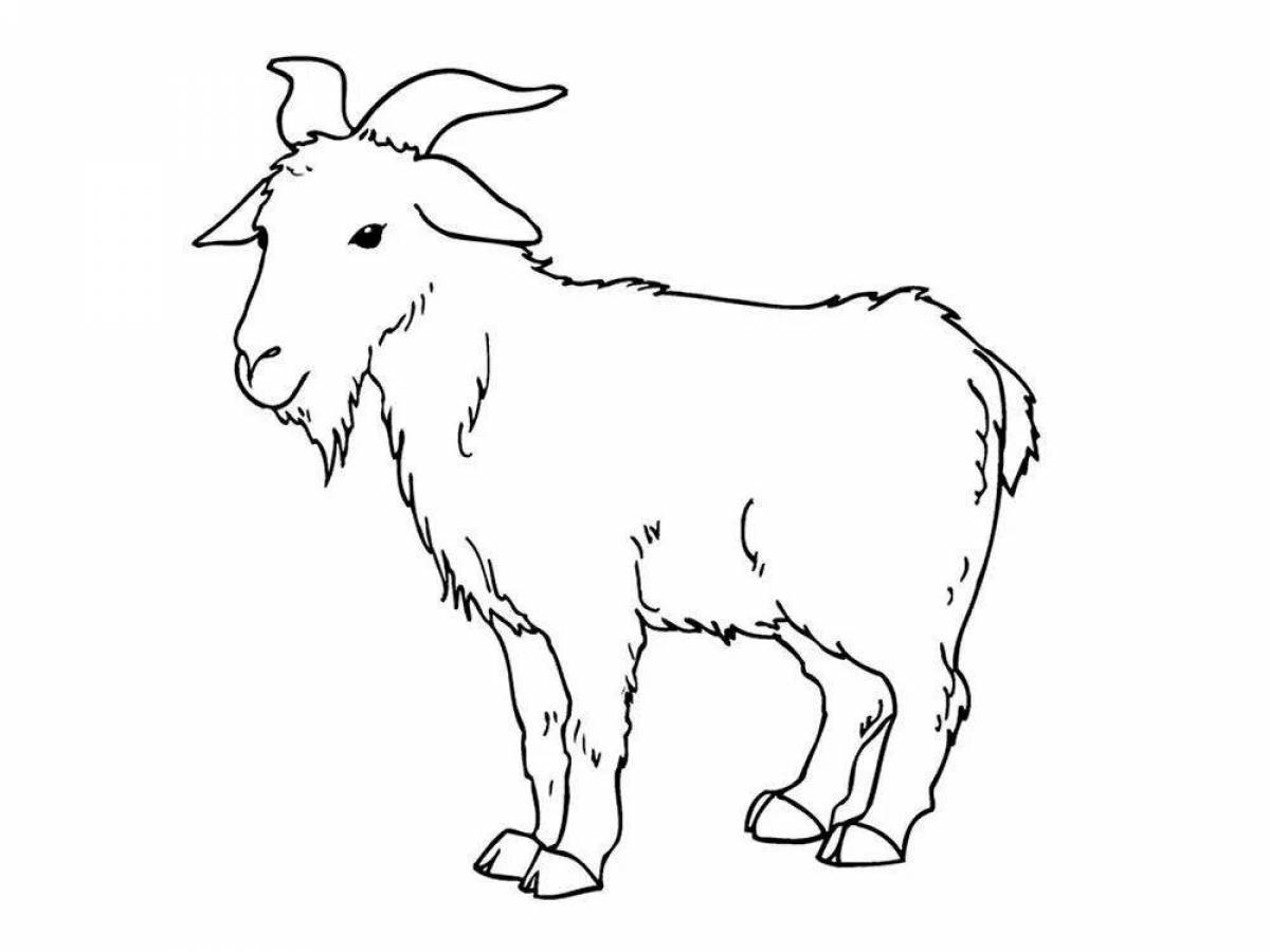 Goat #11
