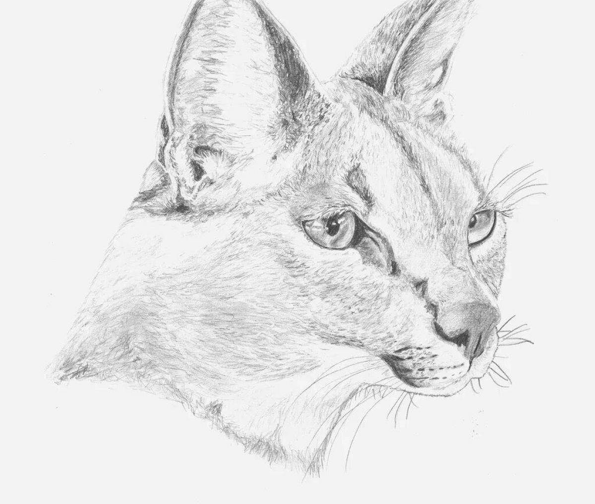Amazing caracal coloring book