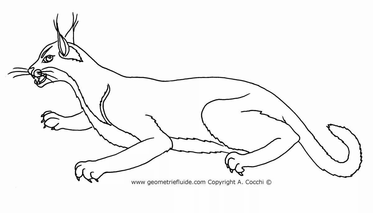 Beautiful caracal coloring page