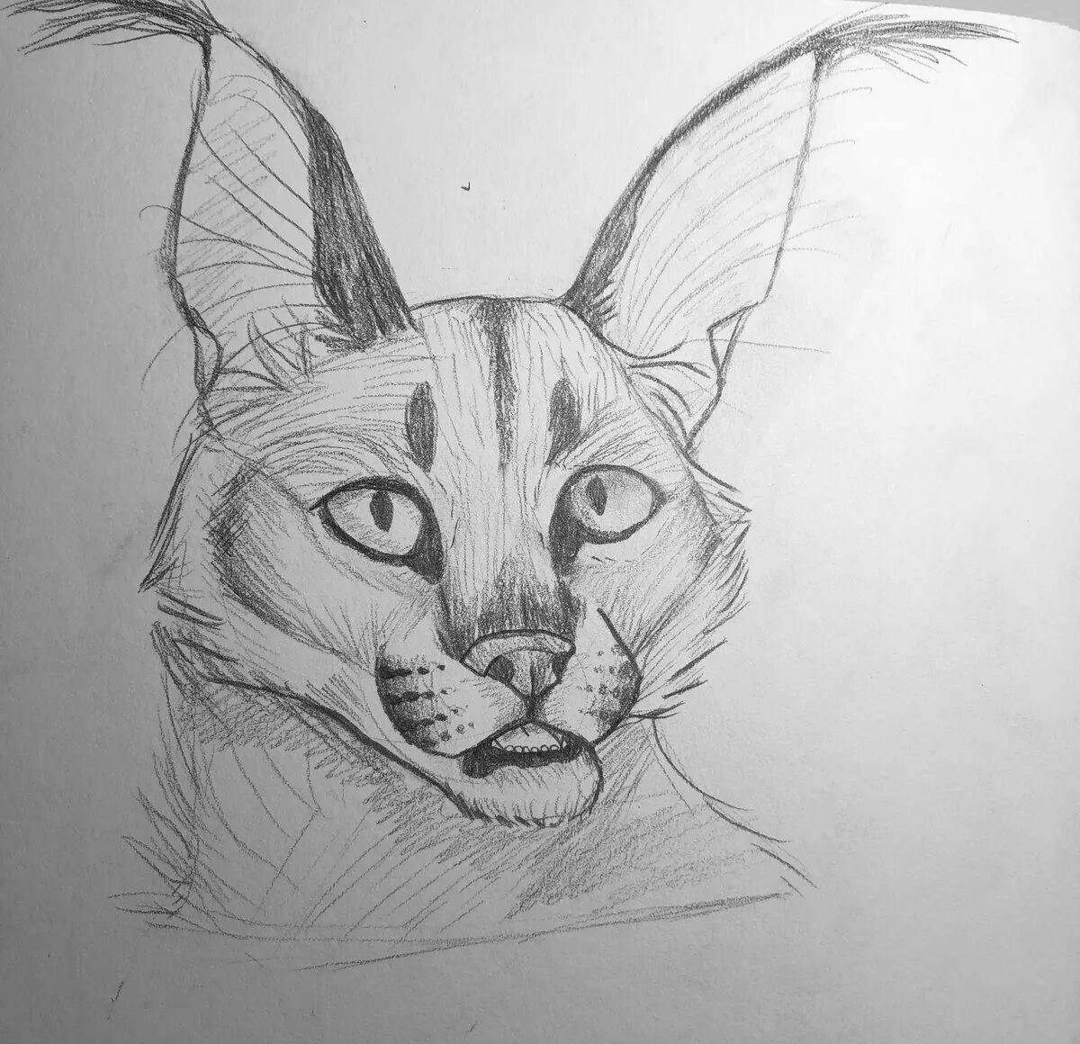 Huge caracal coloring page