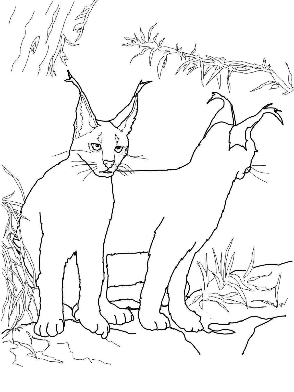 Outstanding caracal coloring page