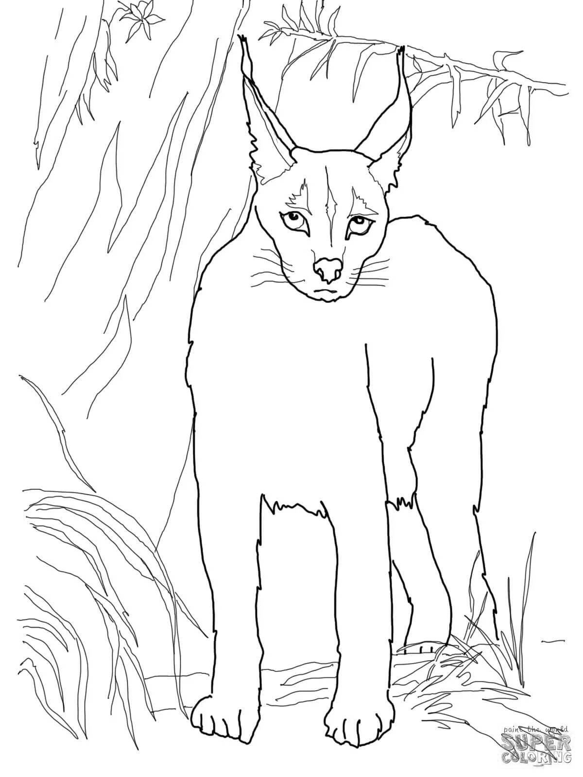 Distinctive caracal coloring page