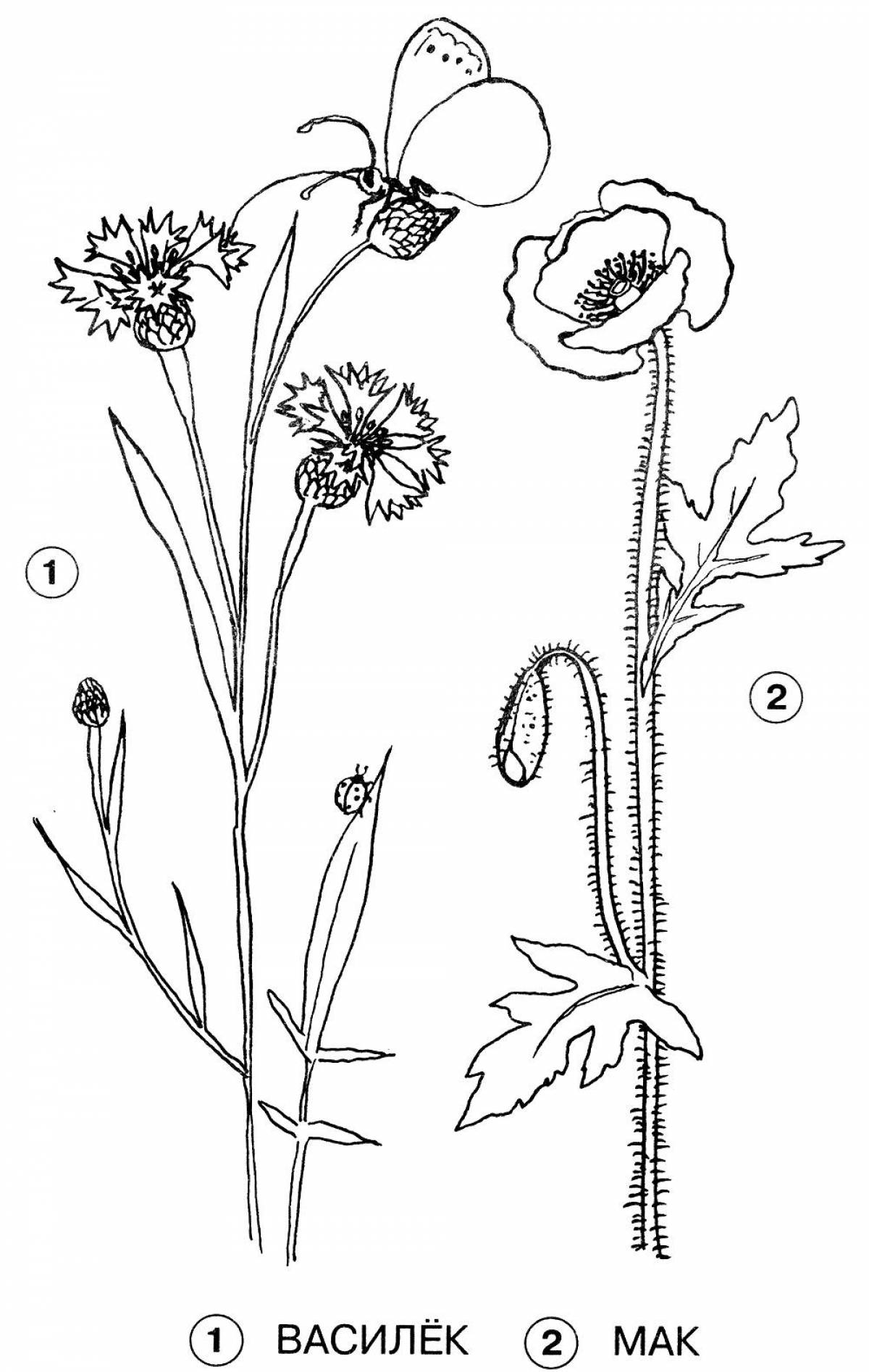 Рисунок мака ромашки колокольчика