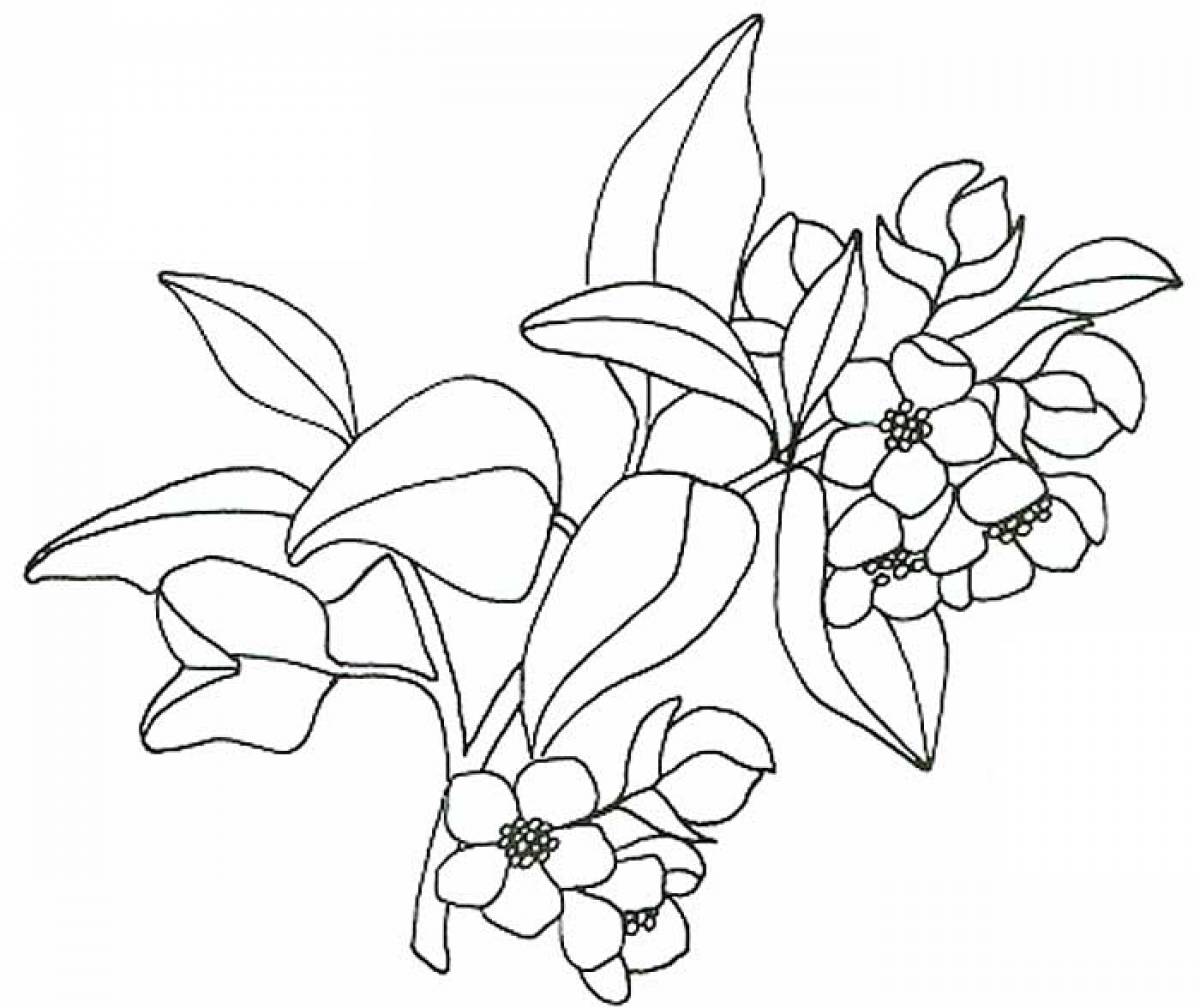 Жасмин цветок раскраска для детей