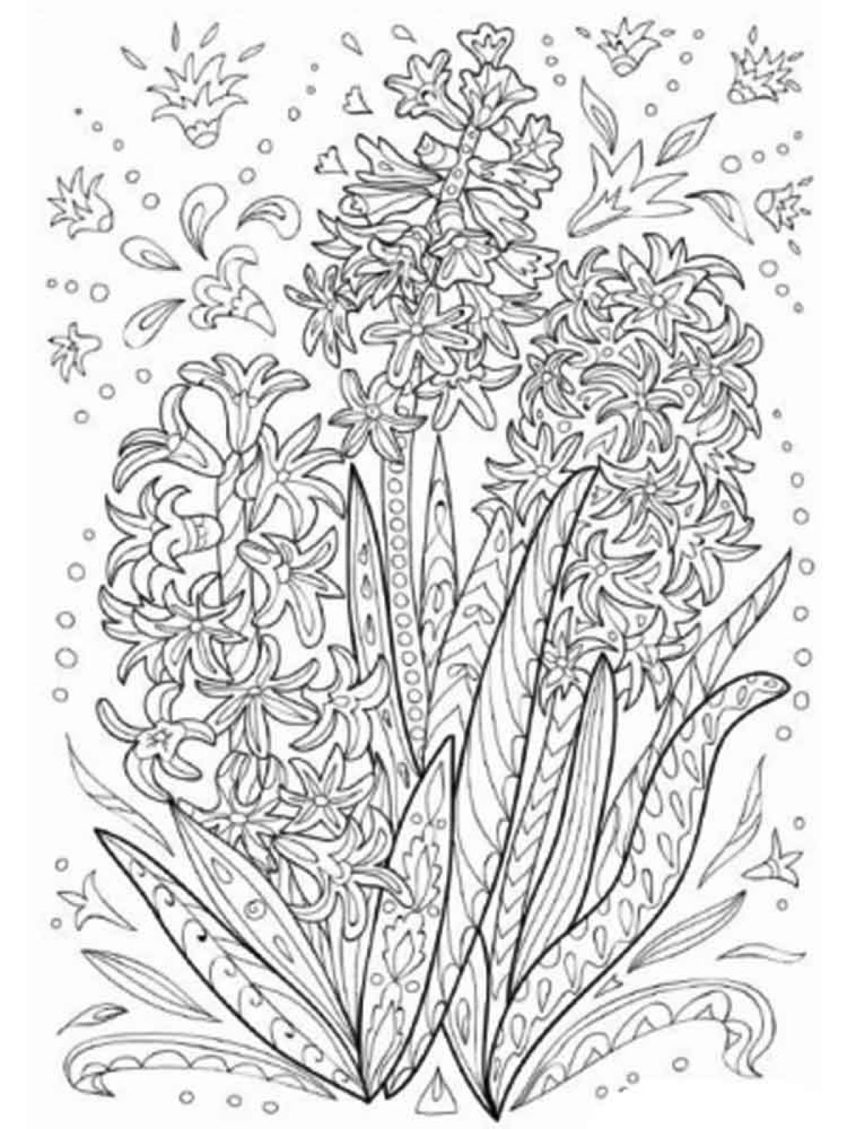 Раскраска гиацинт цветок