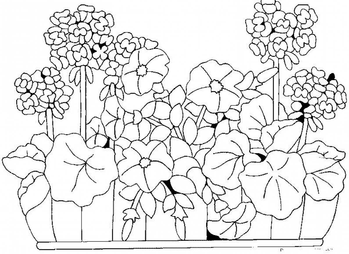 Пеларгония фиалки. Раскраски комнатные растения герань. Раскраска герань фиалка. Раскраска цветы на клумбе. Клумба с цветами раскраска.