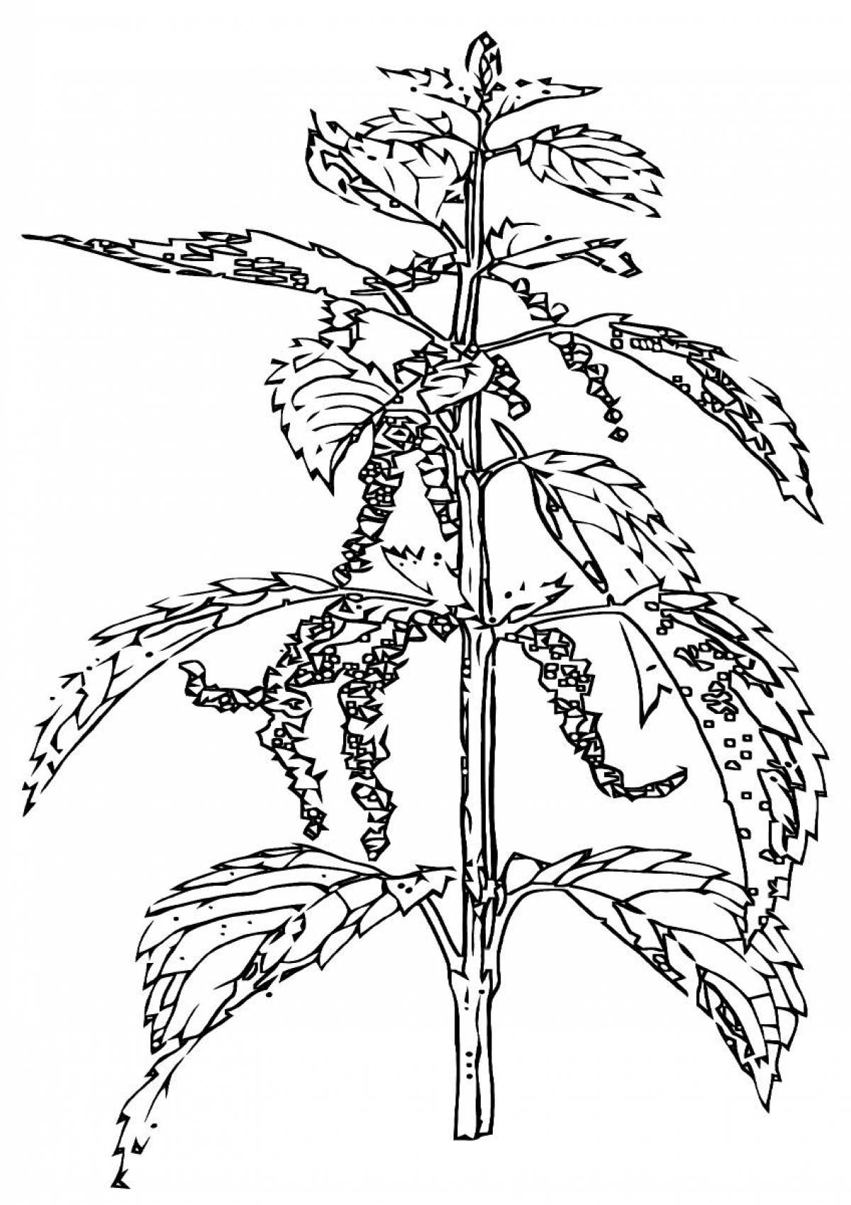 Картинки крапива для срисовки