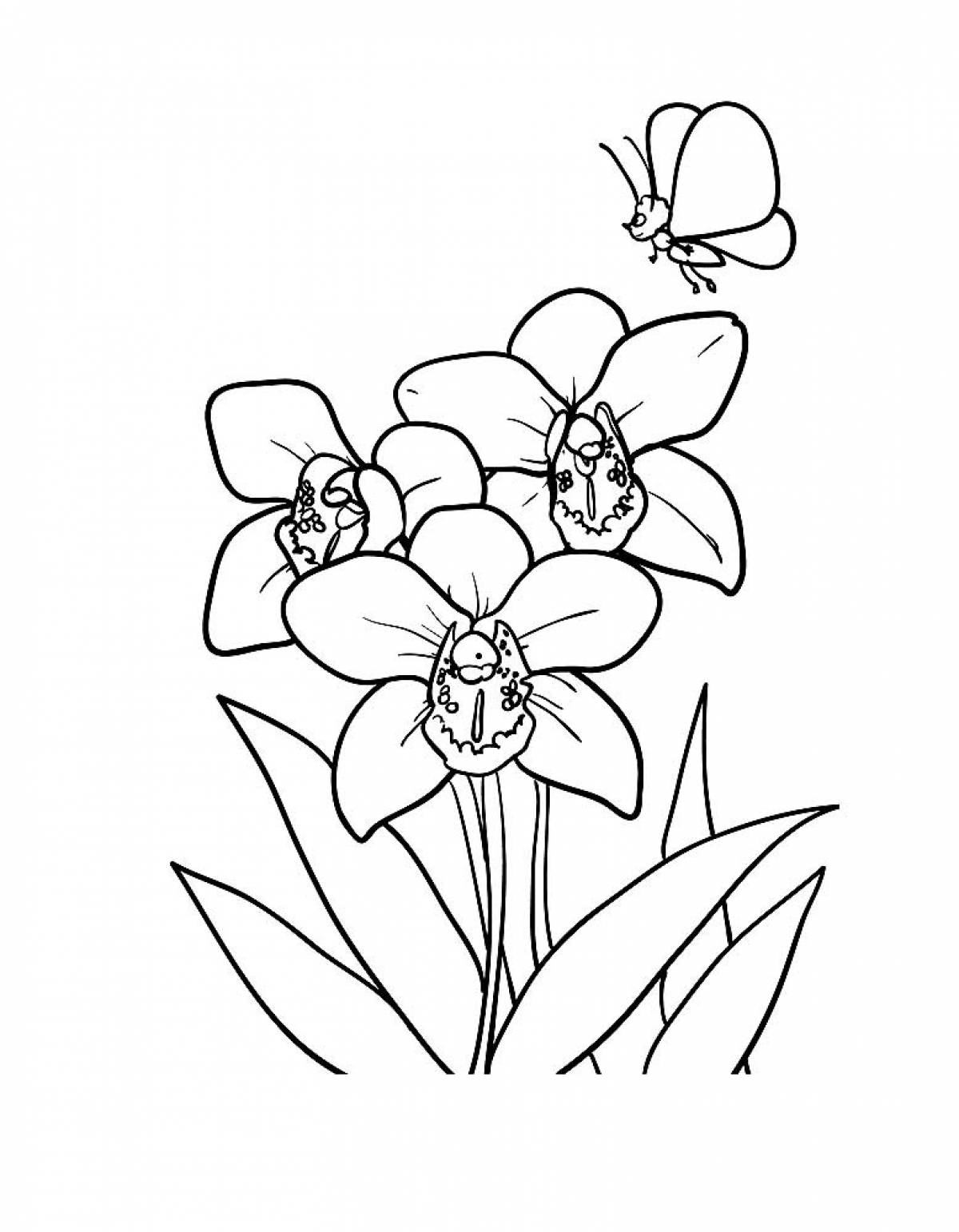 Раскраска цветов Орхидея