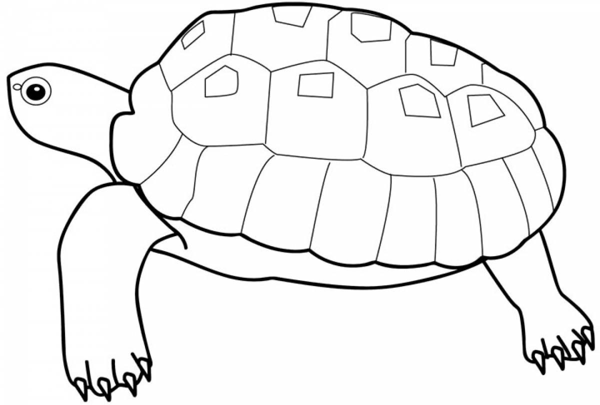 Turtle