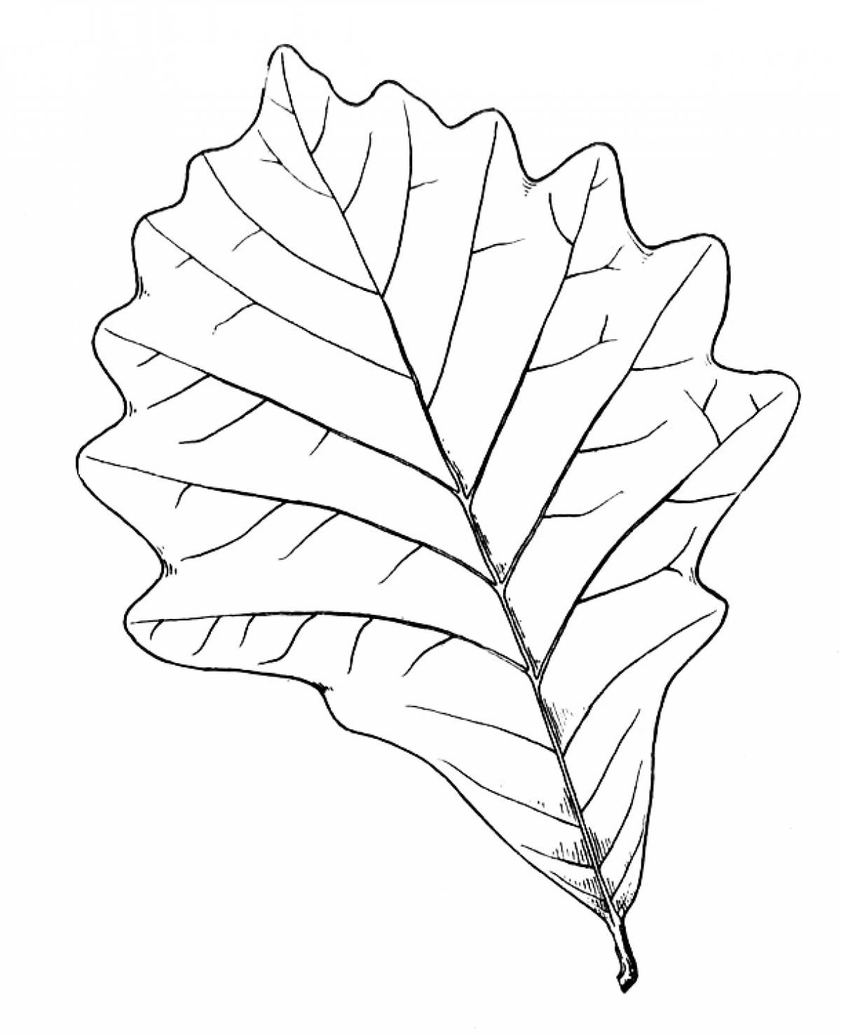 Unusual leaf