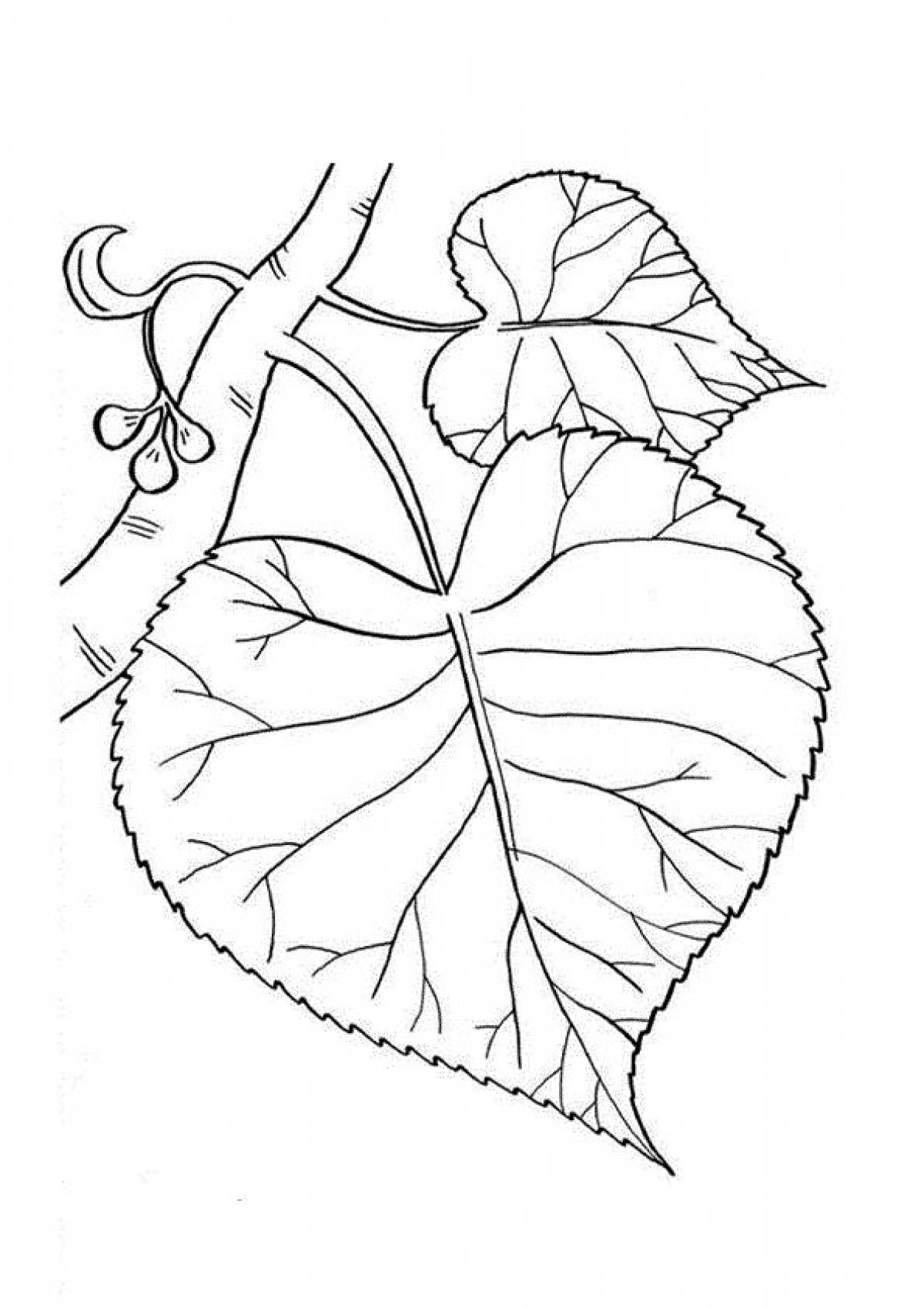 Two linden leaves