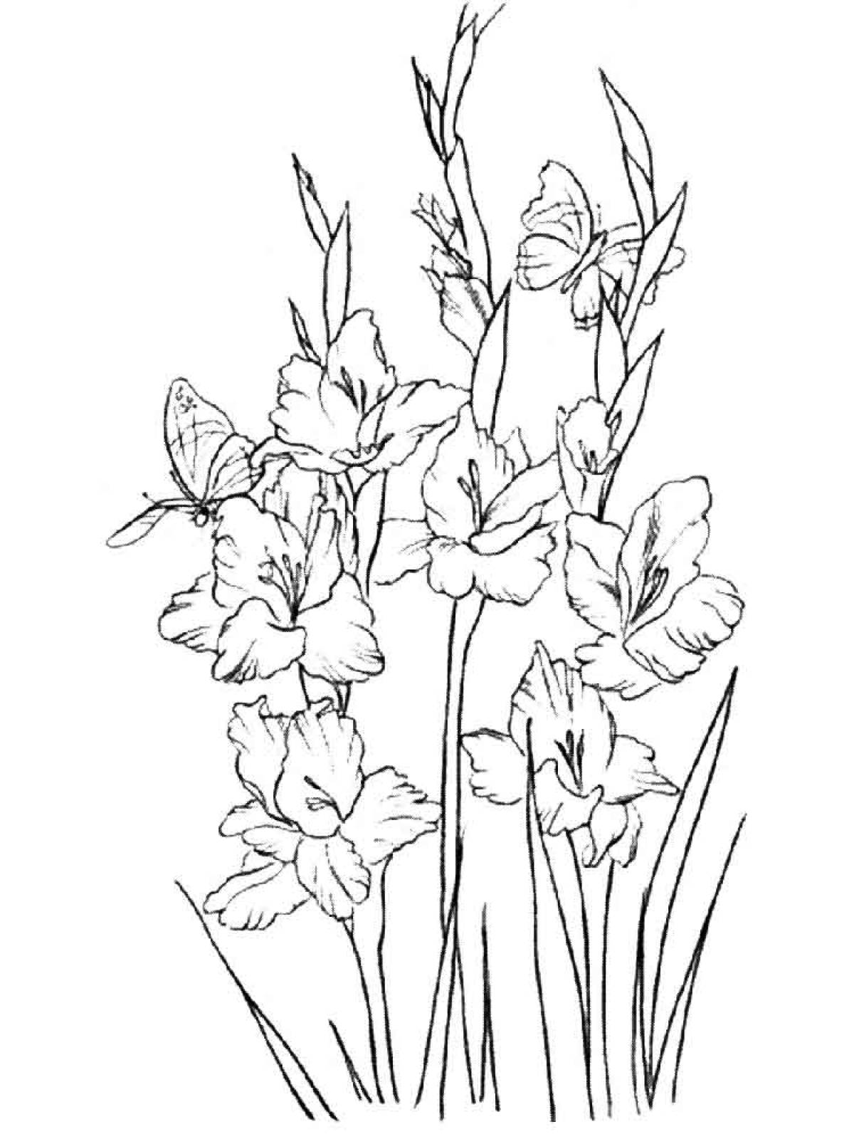 Gladiolus coloring page