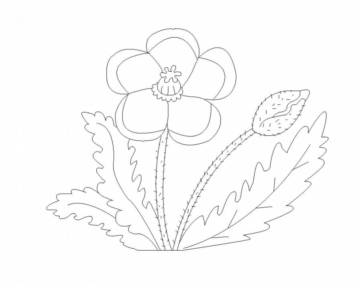 Poppy drawing