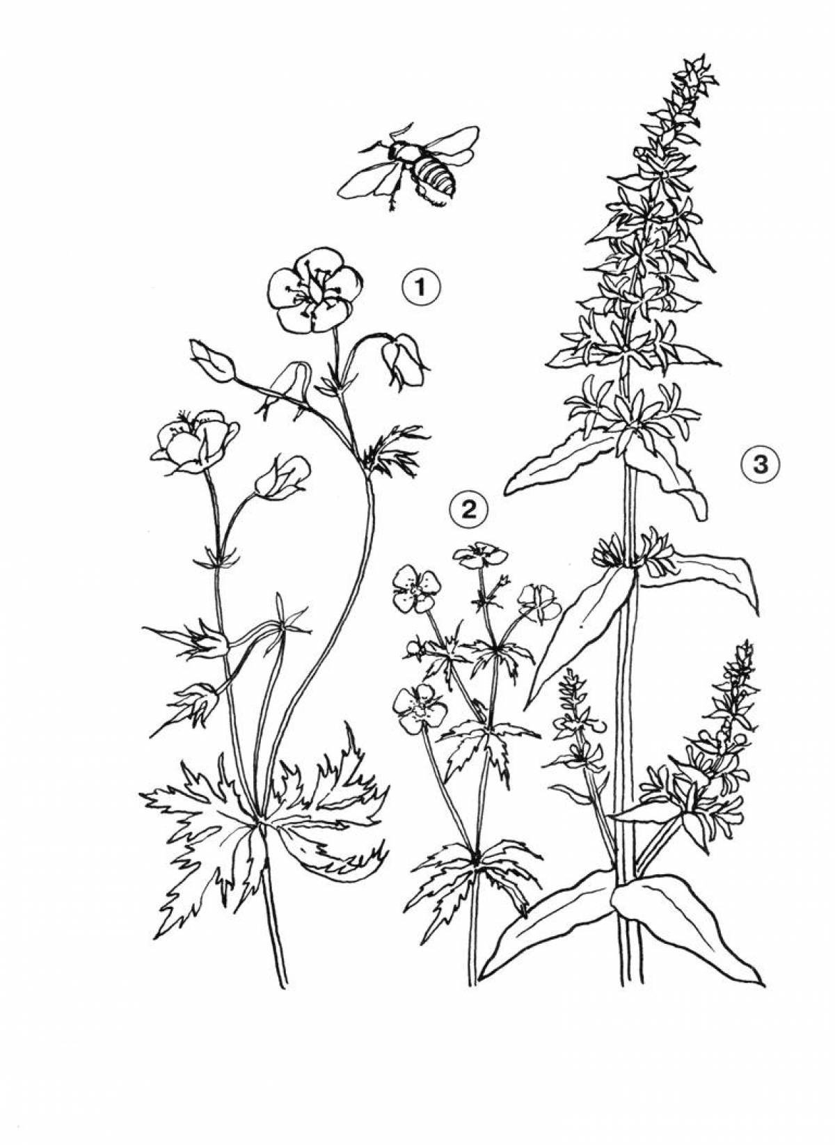 1. Meadow geranium 2. Kalgan 3. Loosestrife