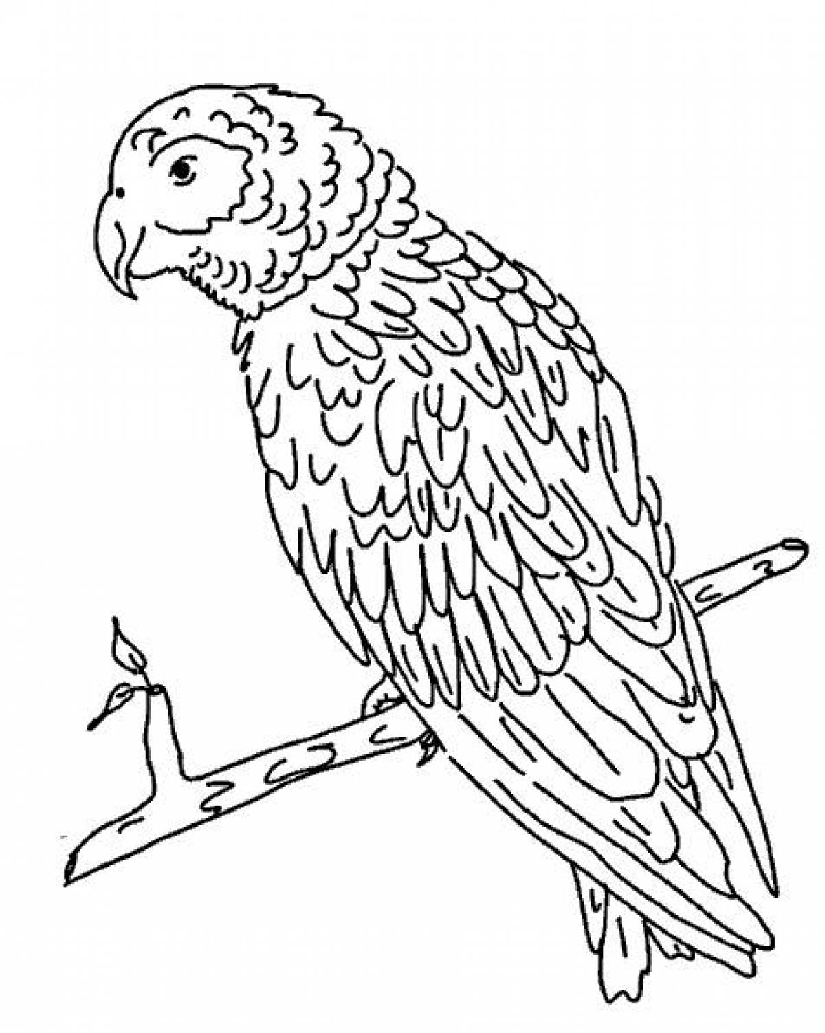 Motley parrot