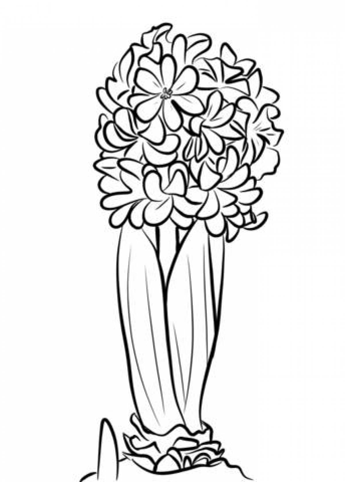 Drawing hyacinth
