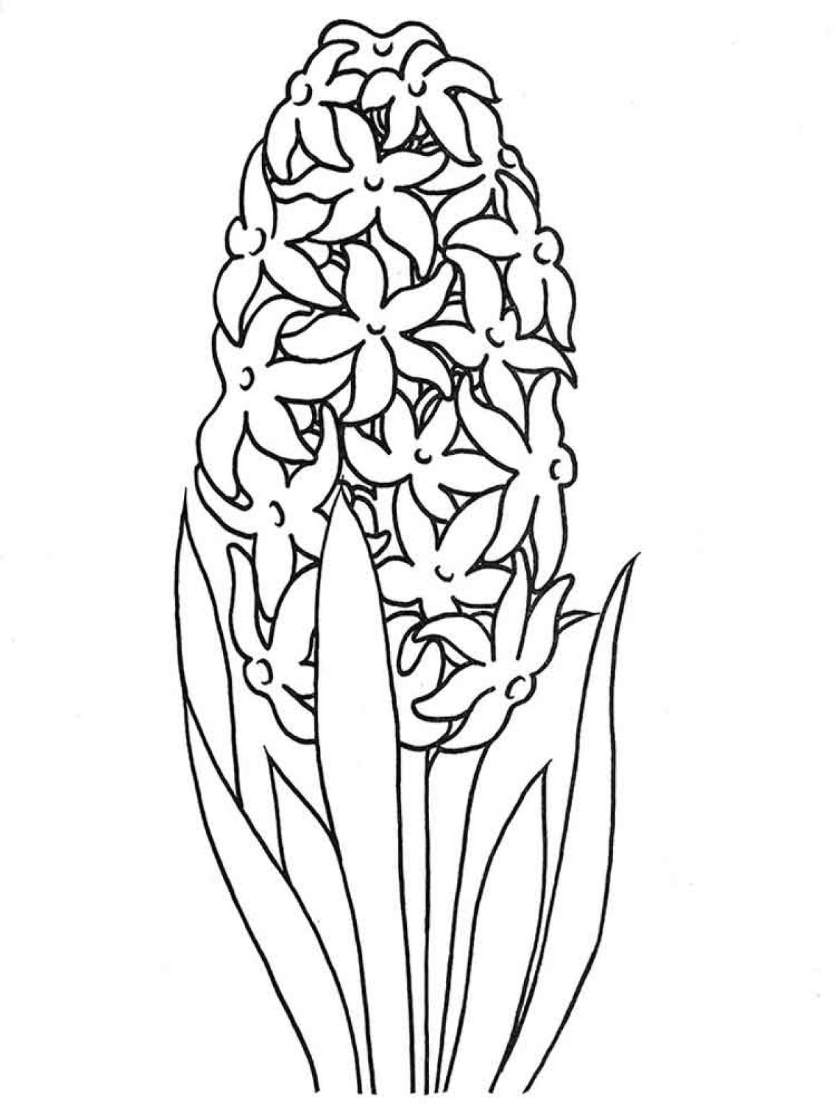 Картинка гиацинт