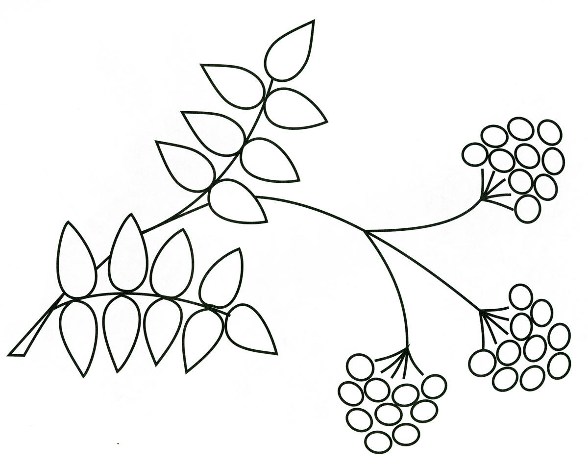 Coloring page rowan branch for children
