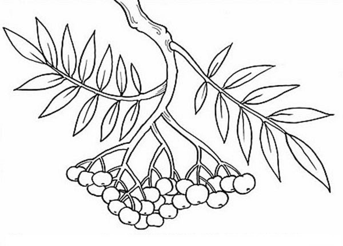 Rowan branch drawing