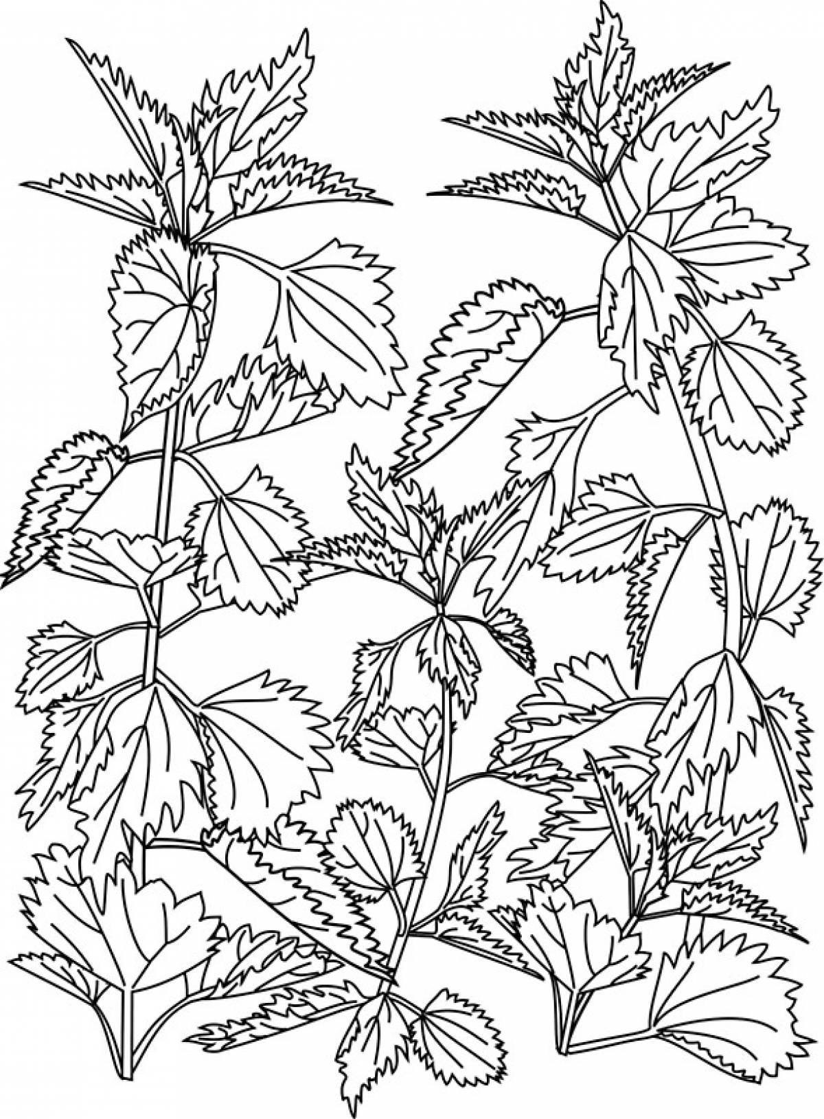 Nettle thickets