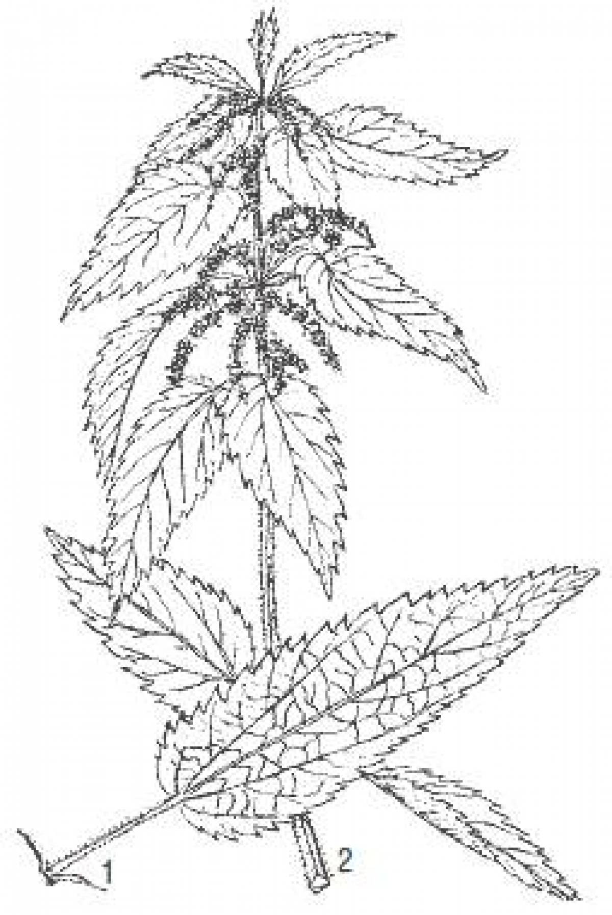Nettle coloring page