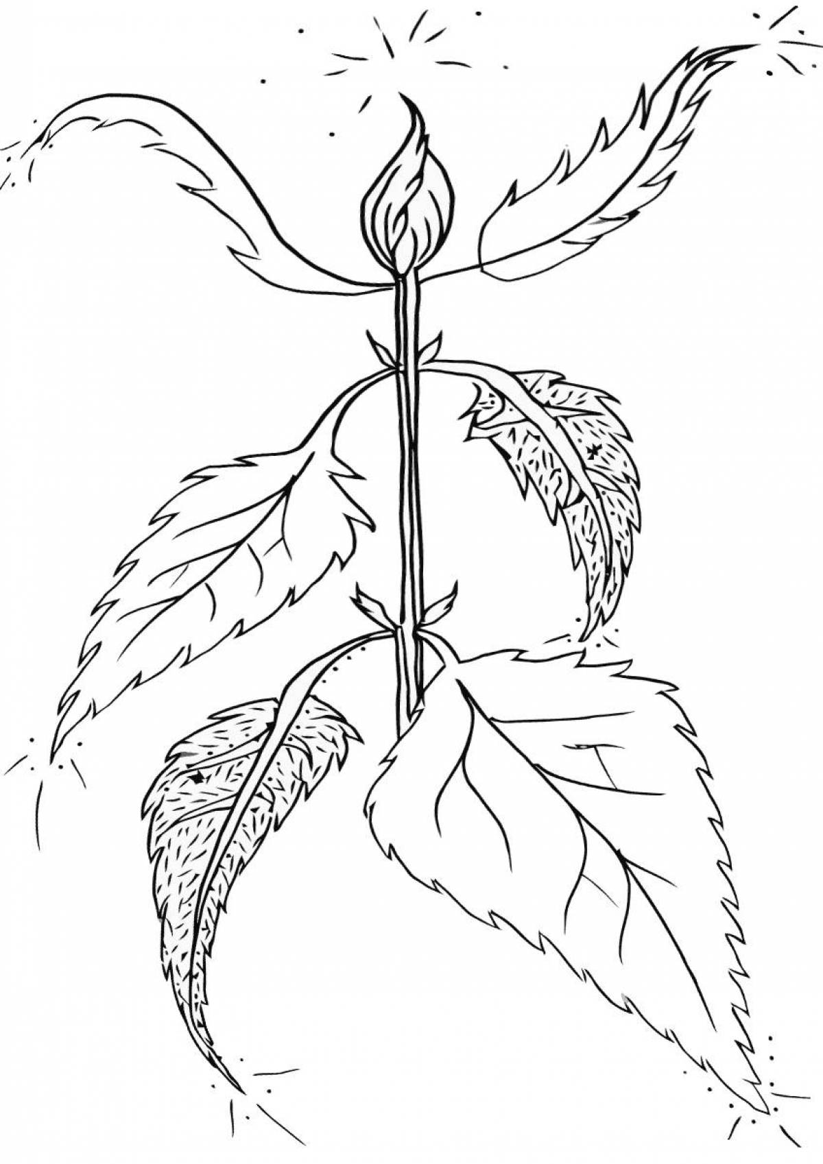 Nettle plant