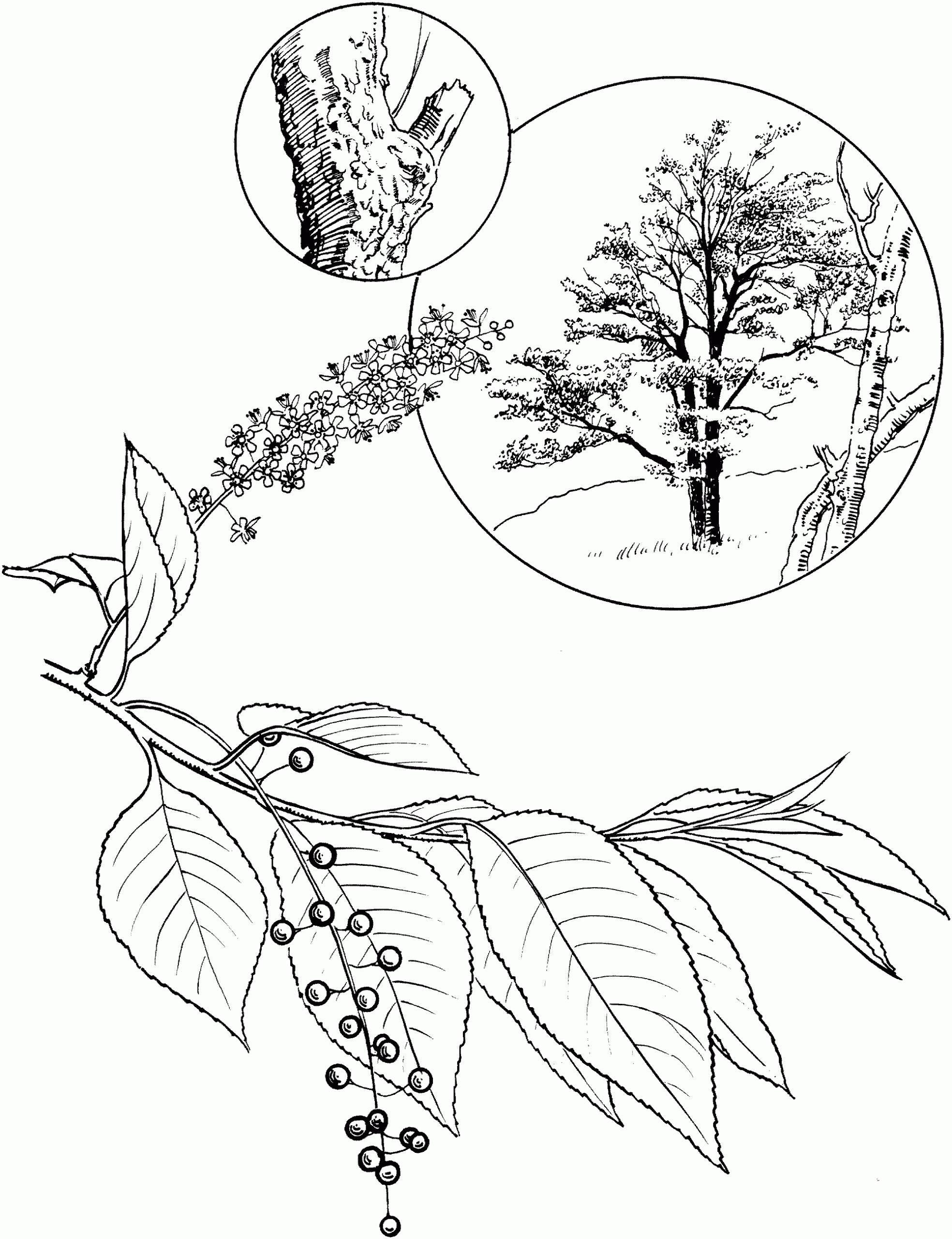 Bird cherry shrub