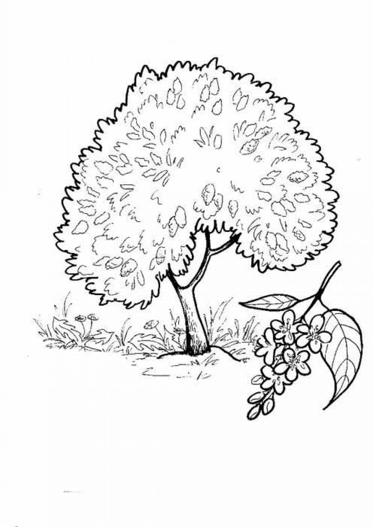 Bird cherry coloring page