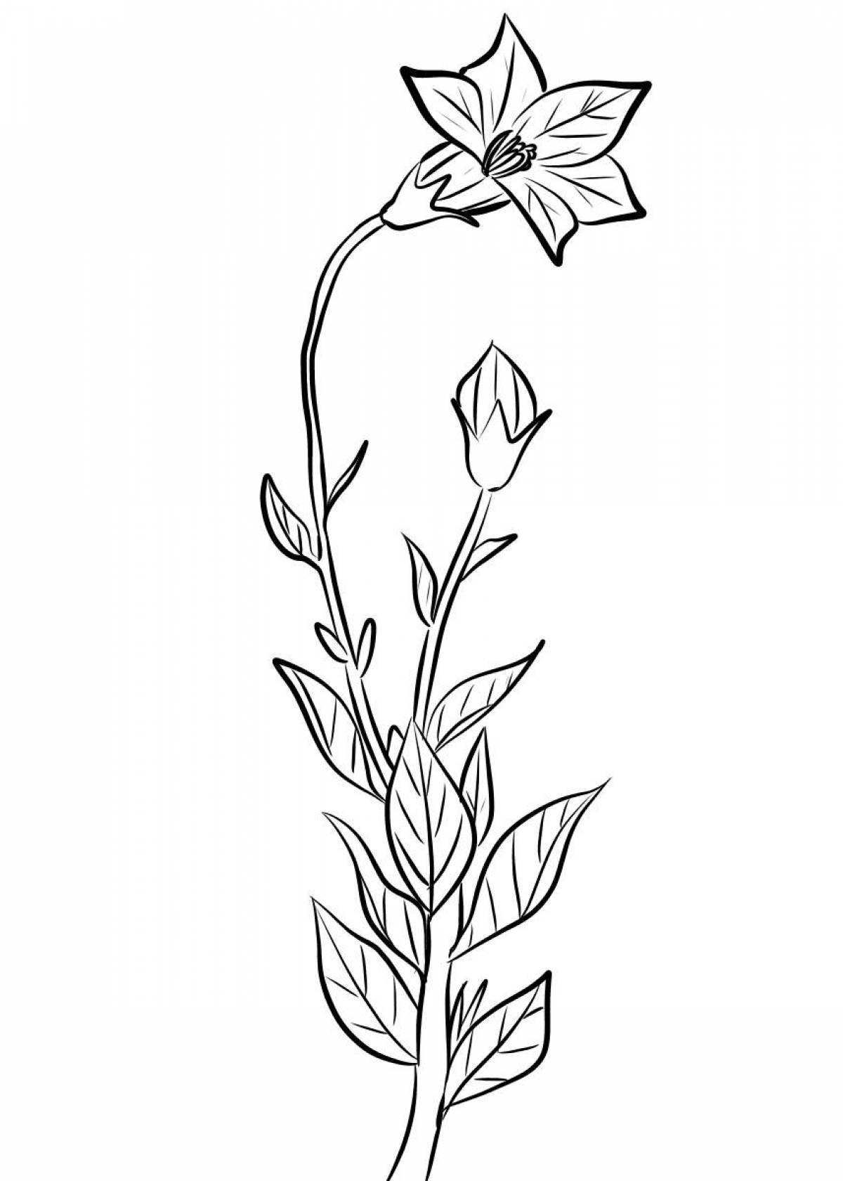 Bluebell coloring page