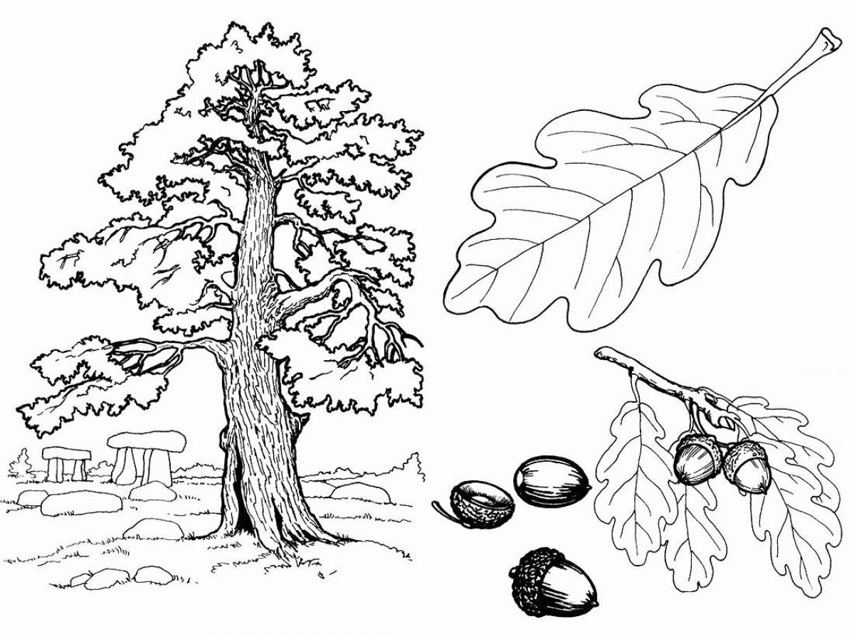 Oak coloring page